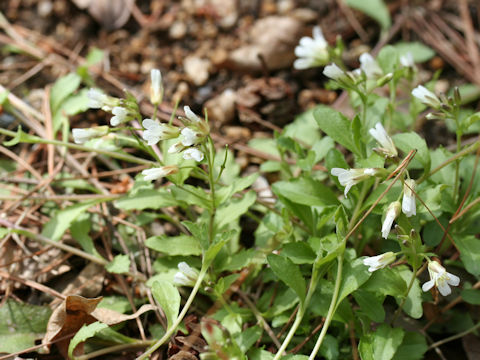 Arabis flagellosa