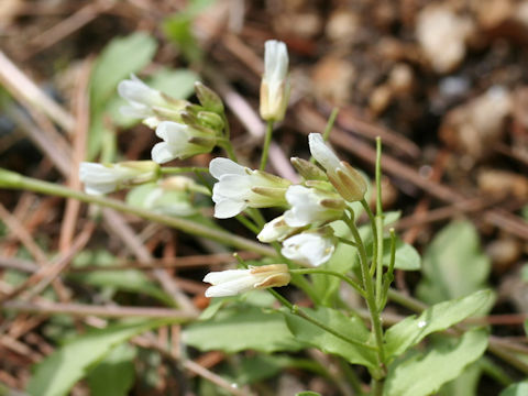 Arabis flagellosa