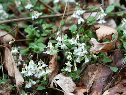 Arabis flagellosa