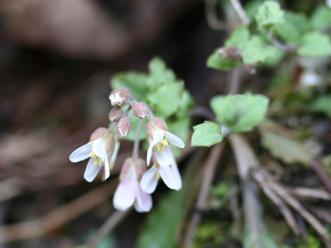 Arabis flagellosa