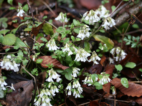 Arabis flagellosa