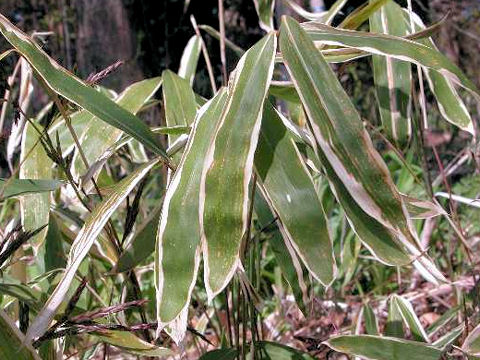 Sasamorpha borealis