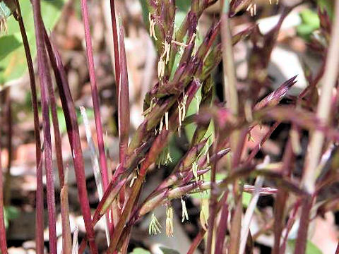 Sasamorpha borealis