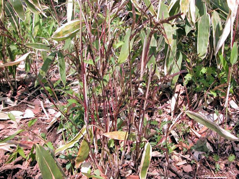 Sasamorpha borealis