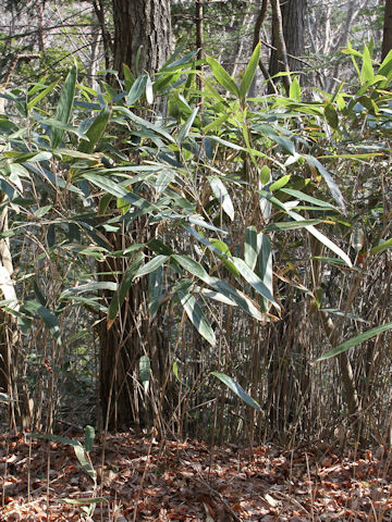 Sasamorpha borealis