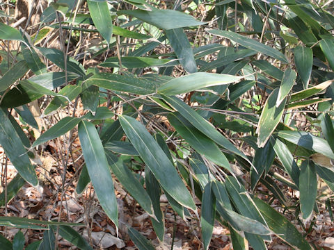 Sasamorpha borealis