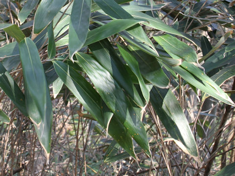 Sasamorpha borealis