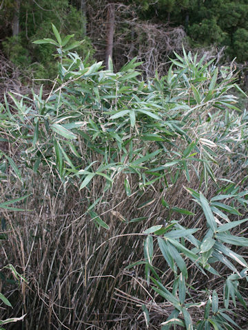 Sasamorpha borealis