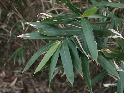 Sasamorpha borealis