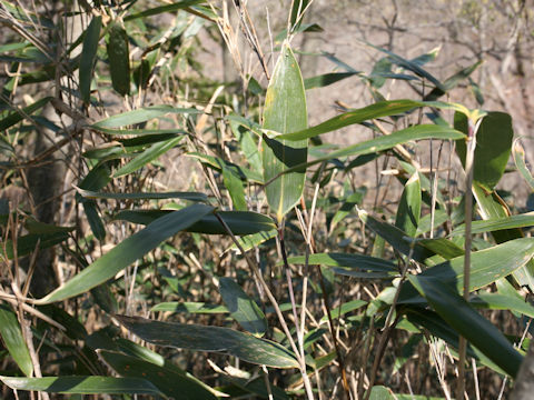 Sasamorpha borealis