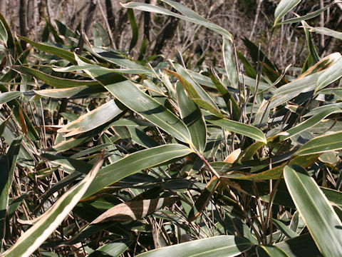 Sasamorpha borealis