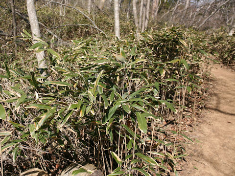 Sasamorpha borealis