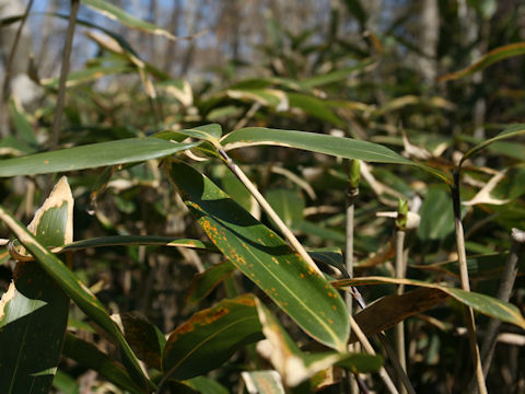 Sasamorpha borealis