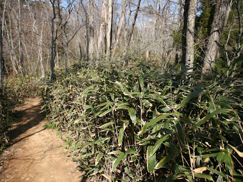 Sasamorpha borealis