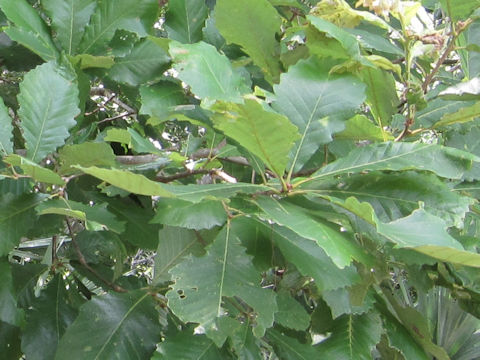 Quercus michauxii