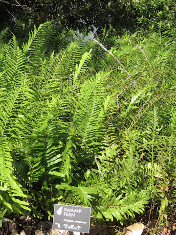 Blechnum serrulatum