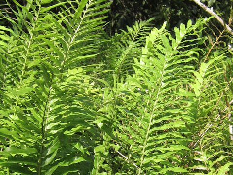 Blechnum serrulatum