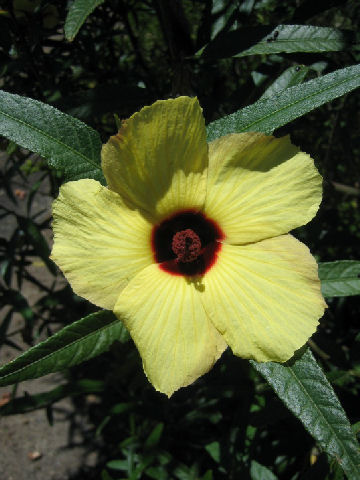 Hibiscus diversifolius