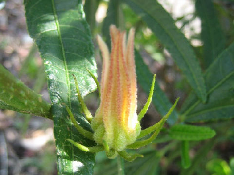 Hibiscus diversifolius