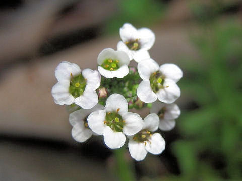 Lobularia maritima