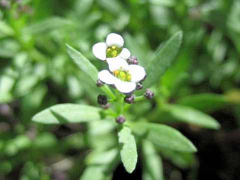 Lobularia maritima