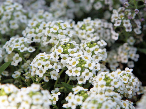 Lobularia maritima