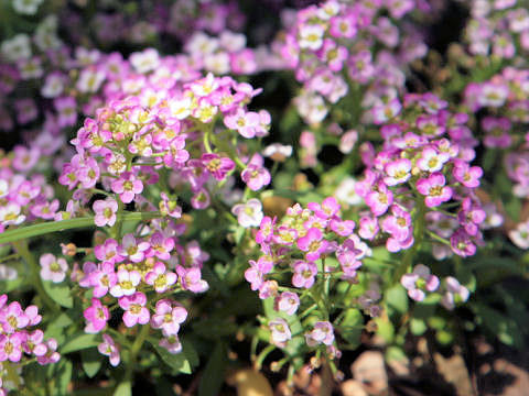 Lobularia maritima