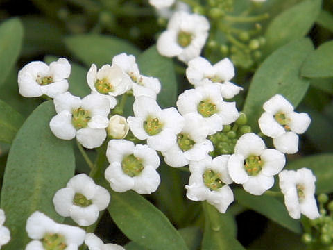 Lobularia maritima