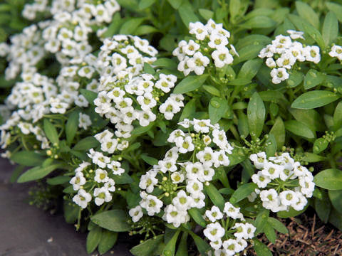 Lobularia maritima