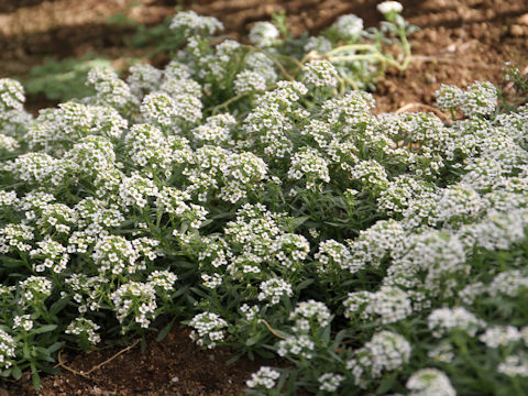 Lobularia maritima