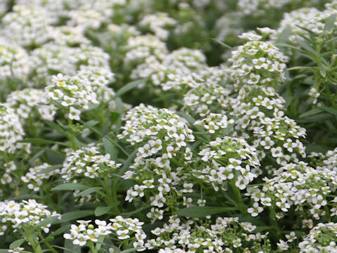 Lobularia maritima