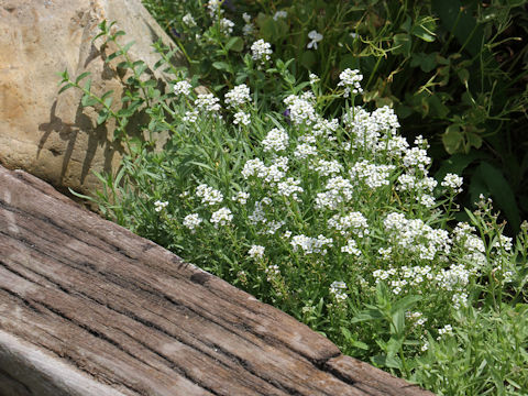 Lobularia maritima