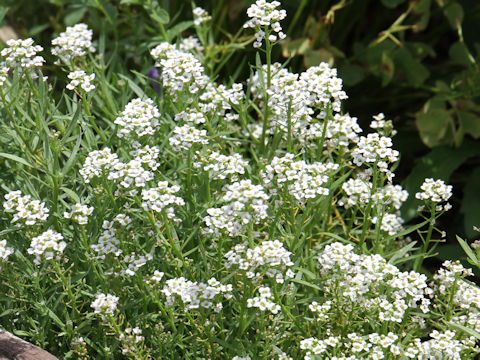 Lobularia maritima