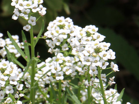 Lobularia maritima