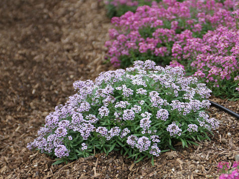 Lobularia maritima