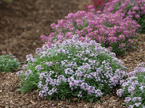 Lobularia maritima