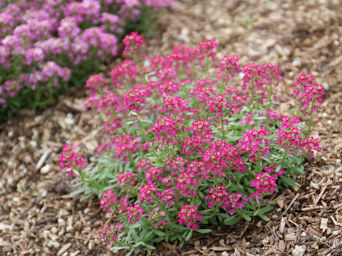 Lobularia maritima