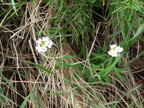 Lobularia maritima