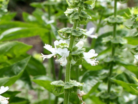 Ocimum basilicum