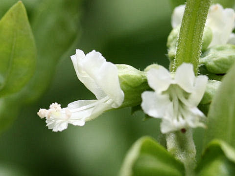 Ocimum basilicum