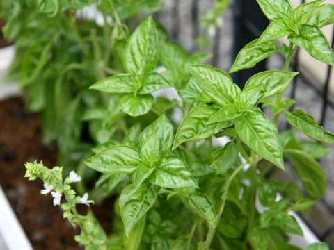 Ocimum basilicum