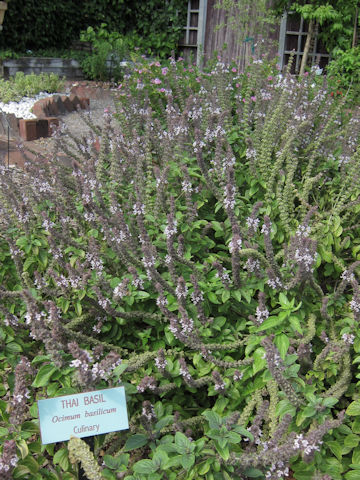 Ocimum basilicum