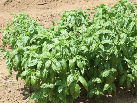 Ocimum basilicum