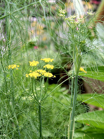 Foeniculum vulgare var. dulce