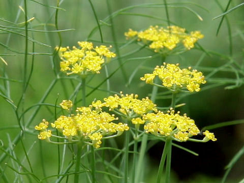 Foeniculum vulgare var. dulce