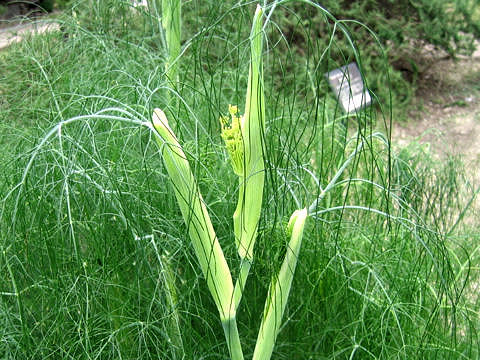 Foeniculum vulgare var. dulce