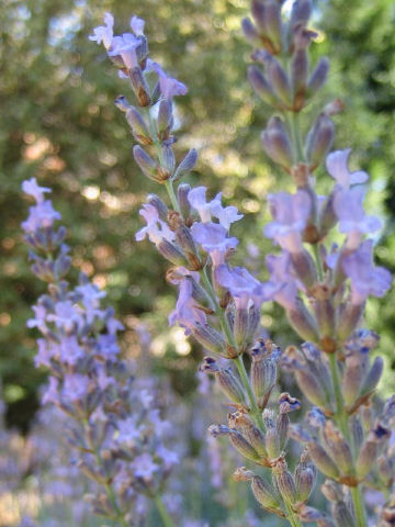 Lavandula x heterophylla