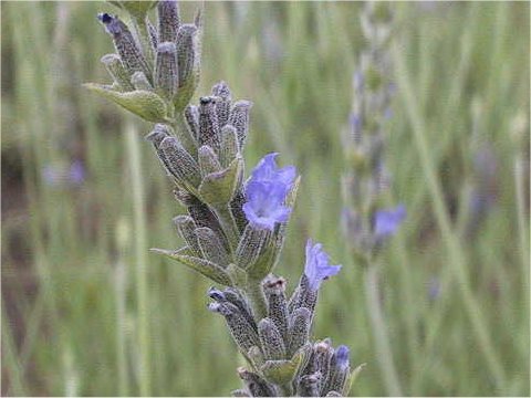 Lavandula x heterophylla