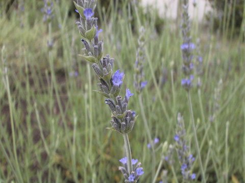 Lavandula x heterophylla