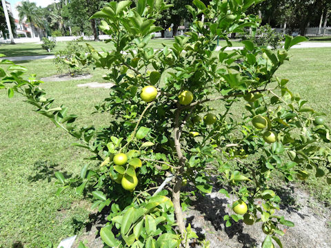 Citrus limettioides